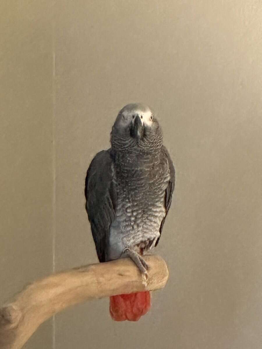 Beautiful & Healthy 3 year old African Grey image 4