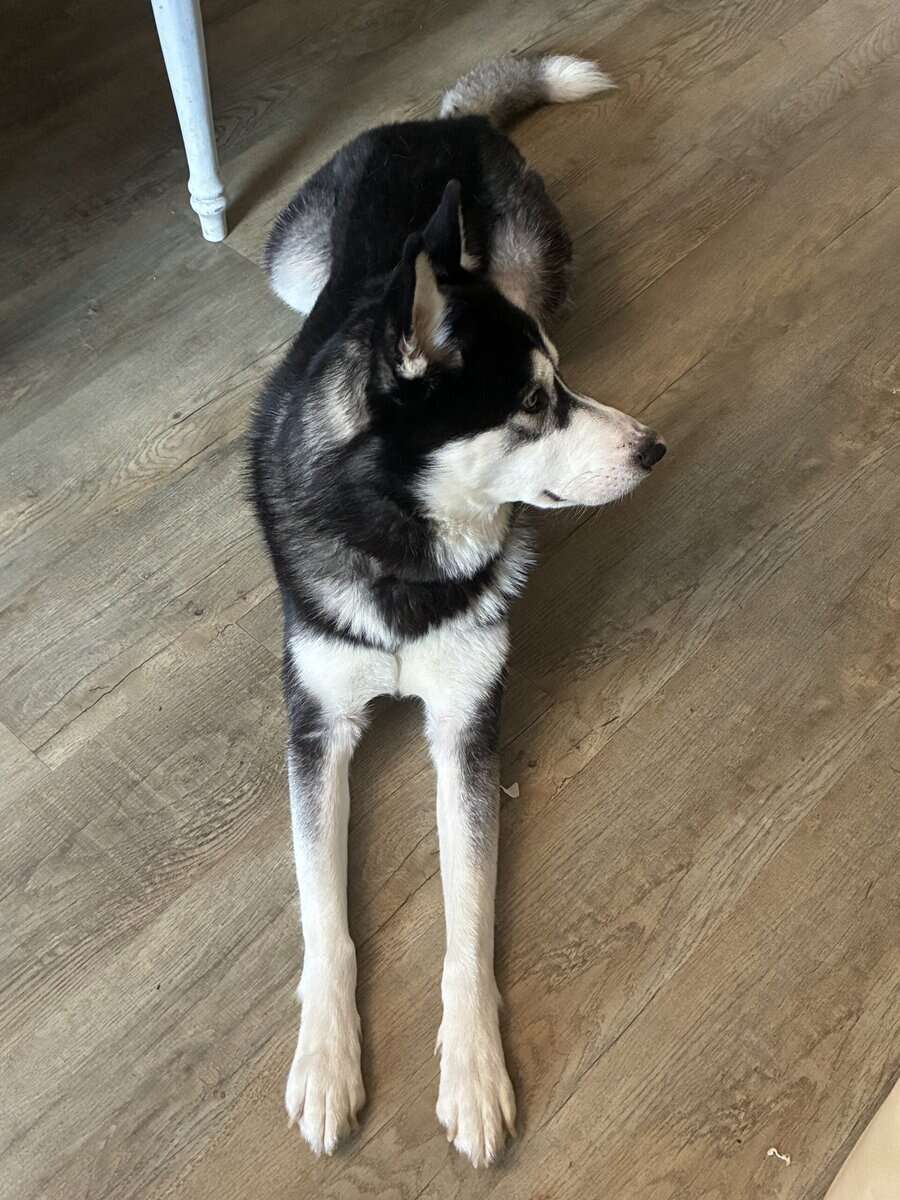 Loving Husky image 2