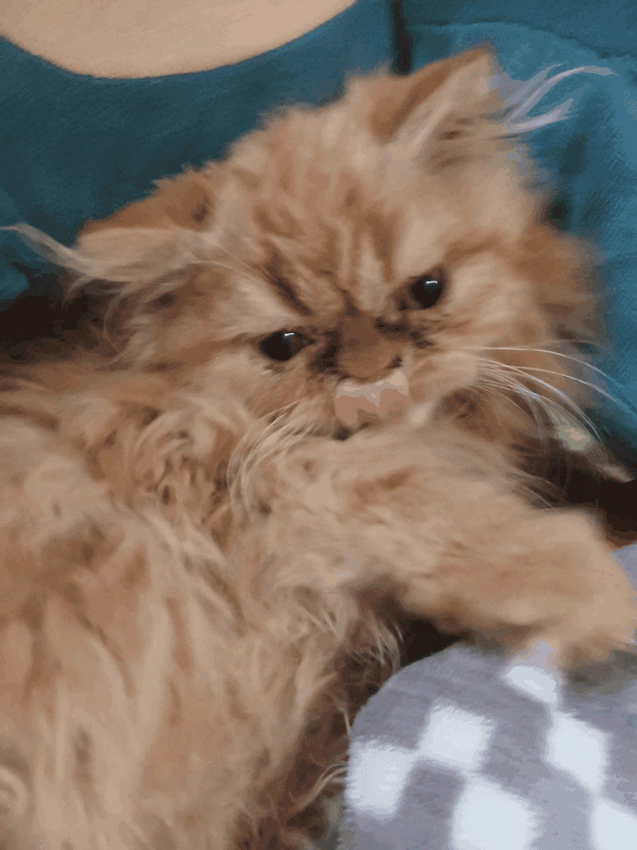 Persian Kittens image 2