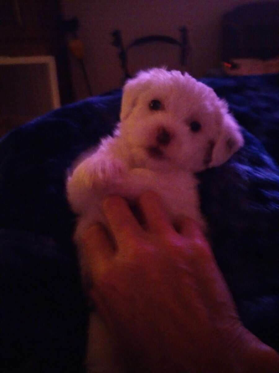 Maltese, havapoo, brewier terrier image 2