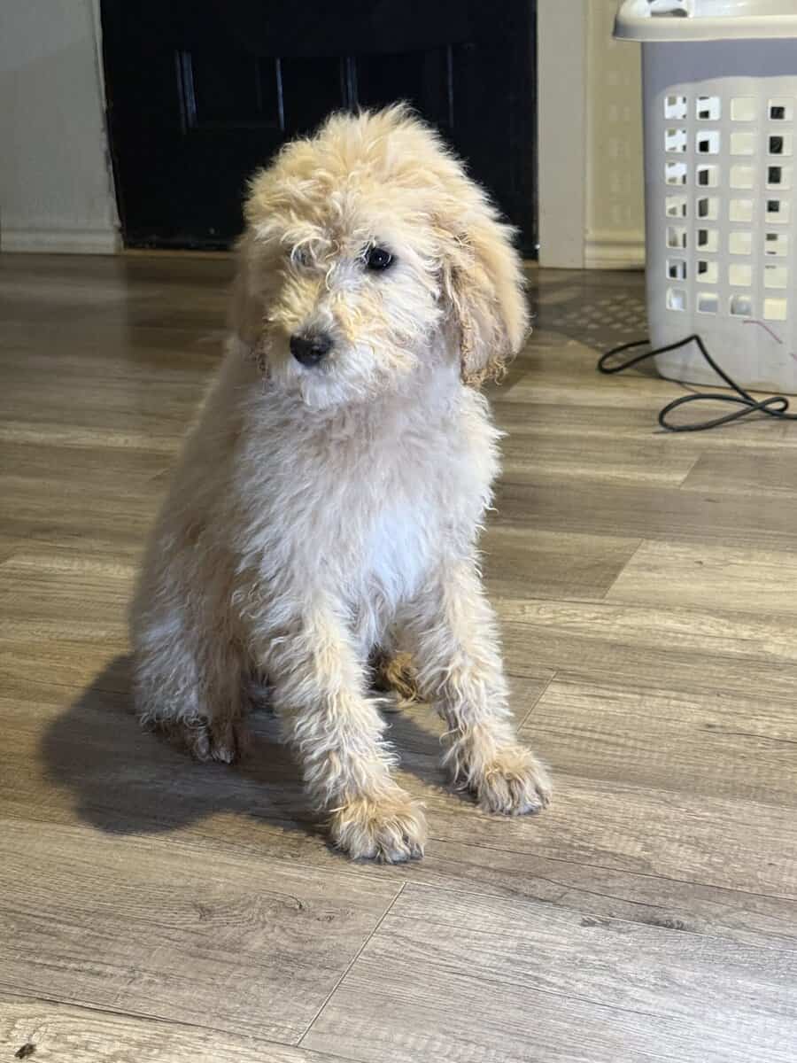 Standard poodle image 1