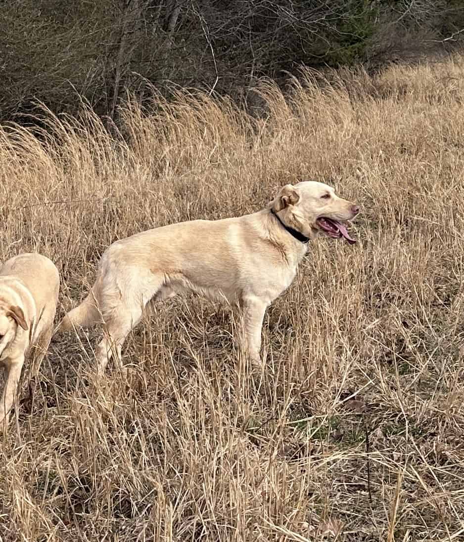 Lab mix image 1