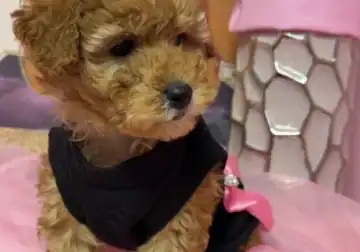 Female Red Toy Poodle