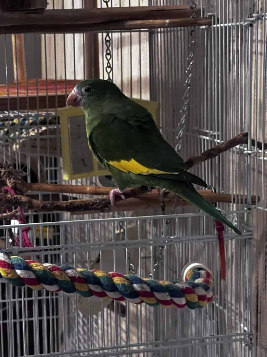 Green conour image 1