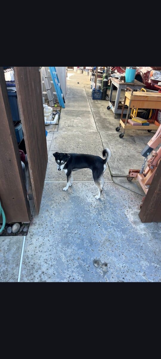 Husky shepherd - 1 year old image 3