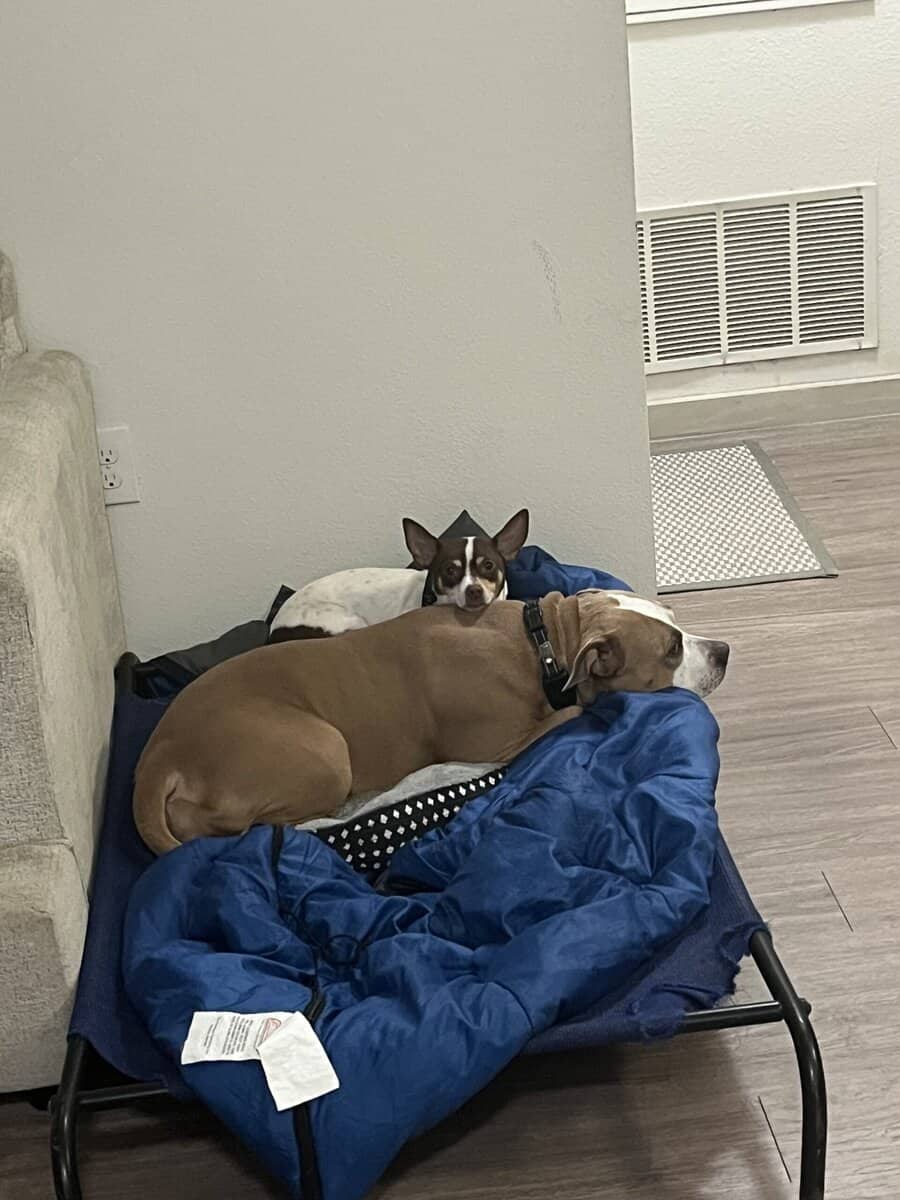 Looking for a Loving Home for These Two Dogs image 5