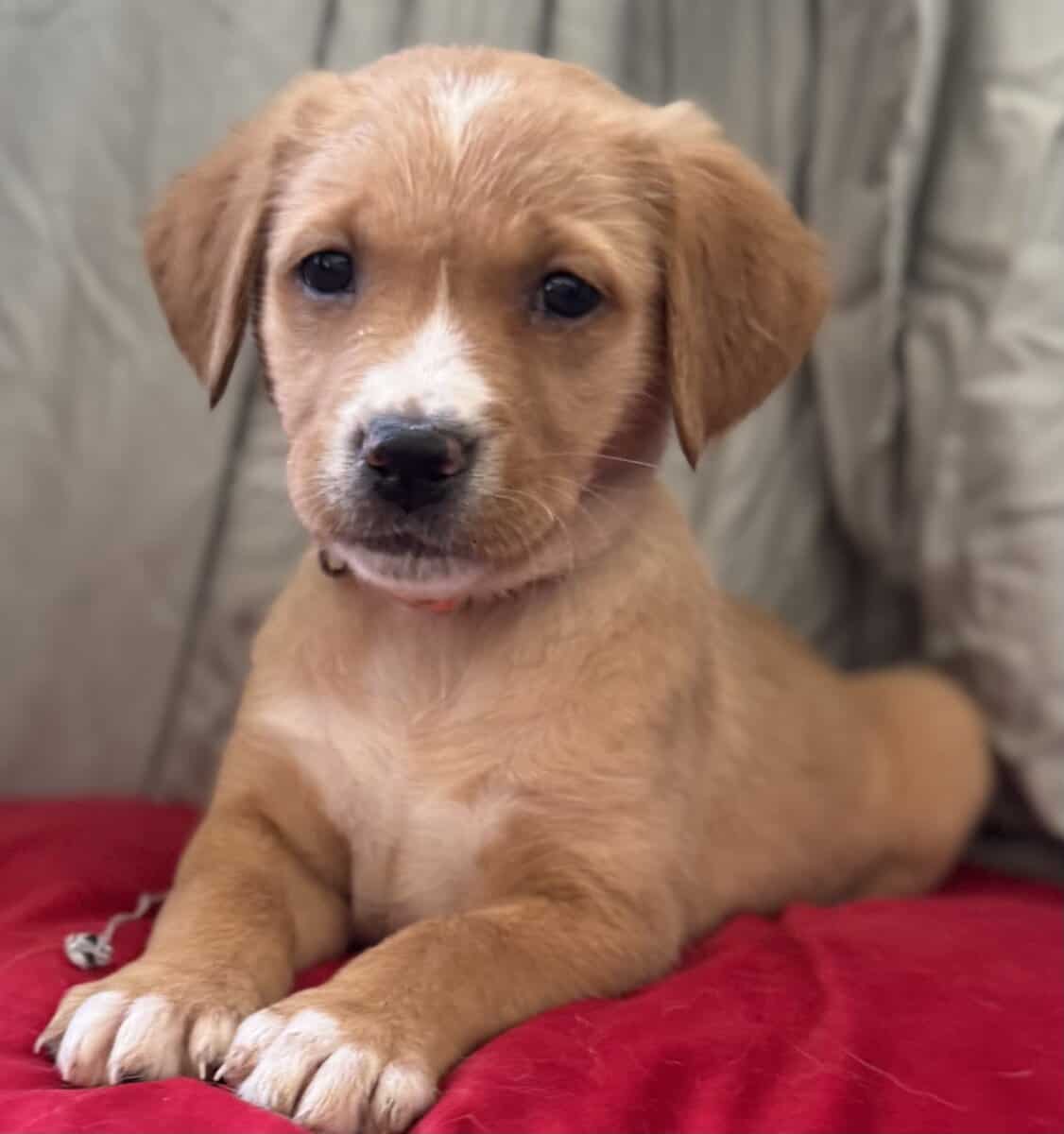 Golden Retriever/Alaska Husky Puppy image 3