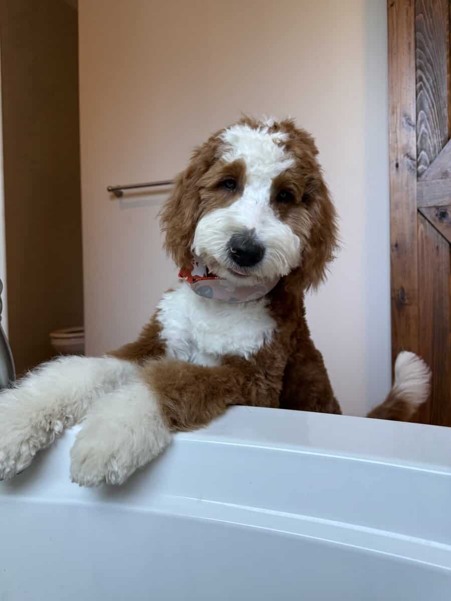 Tater (Bernedoodle F1) Needs a Home image 1