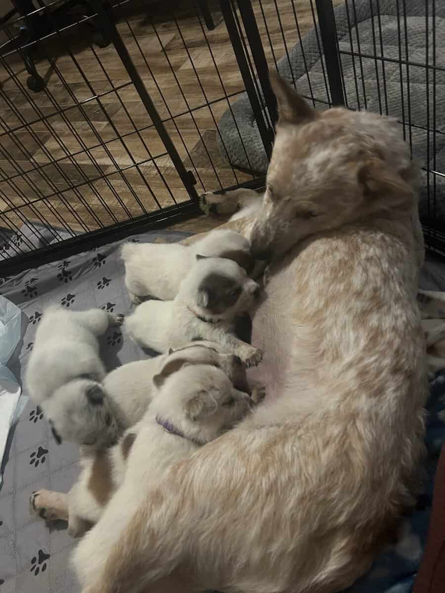 Red & Blue Heeler puppies image 7