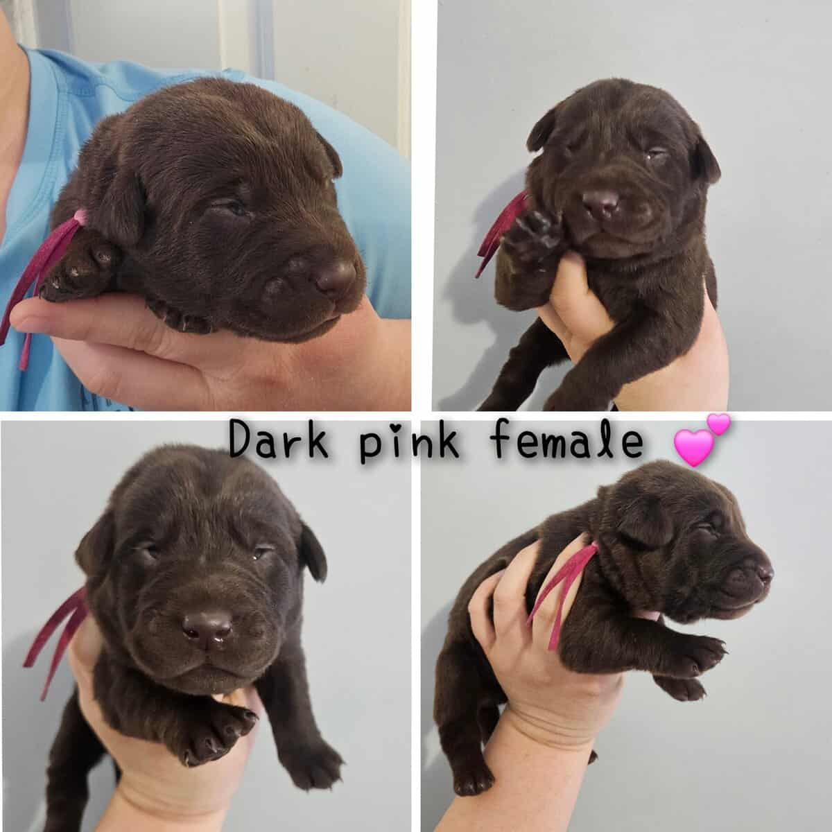 Labrador puppy lab image 2