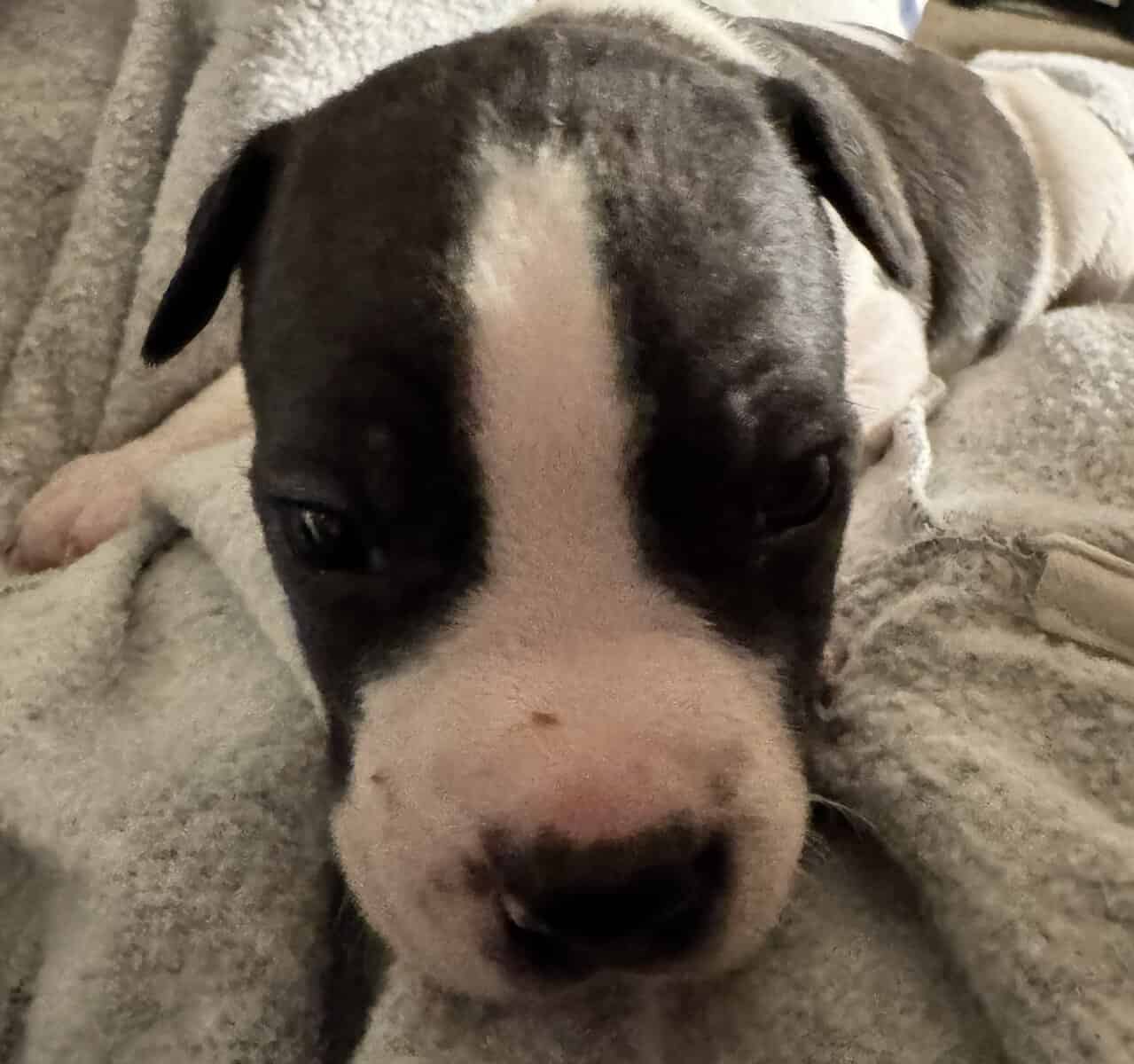 Pit Bull Puppies For Sale image 4