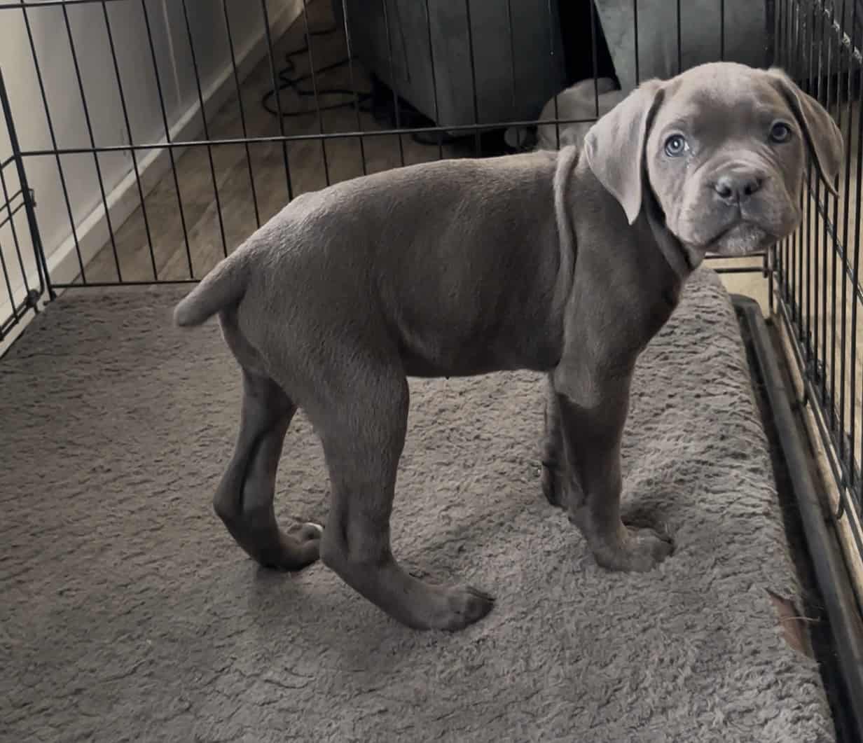 Cane corso image 1