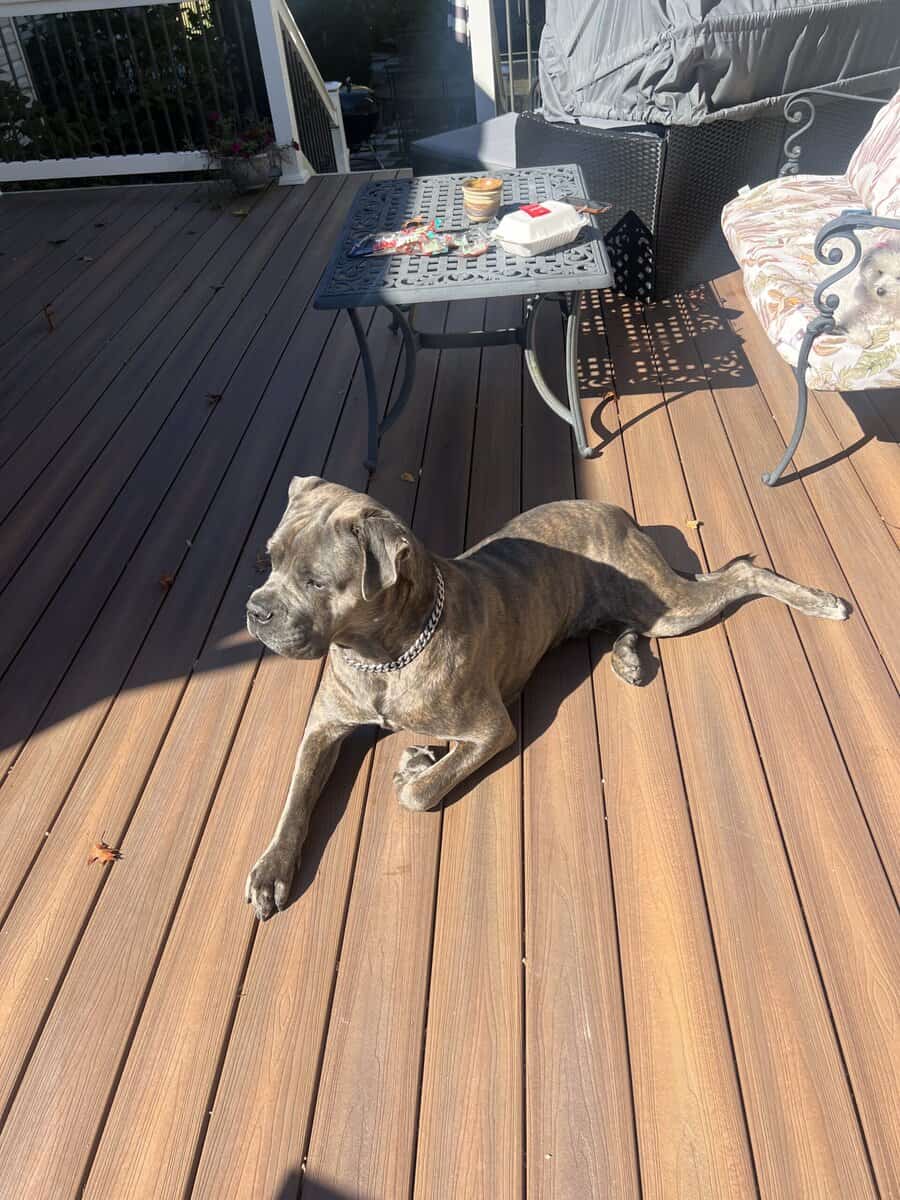 Pure Bred Cane Corso- Perfect Fit for your Family image 4