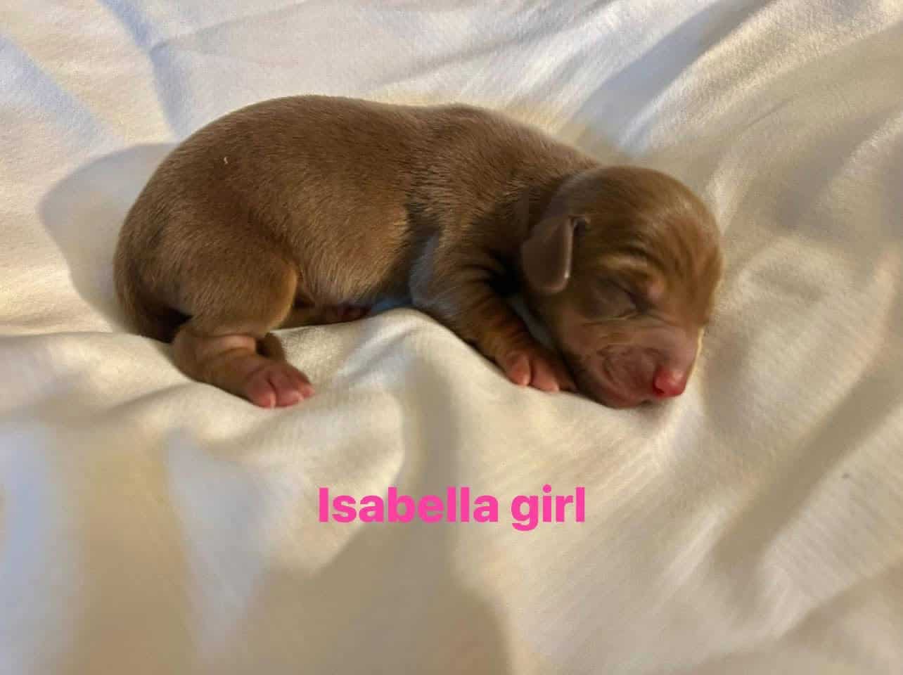 AKC miniature dachshund image 3