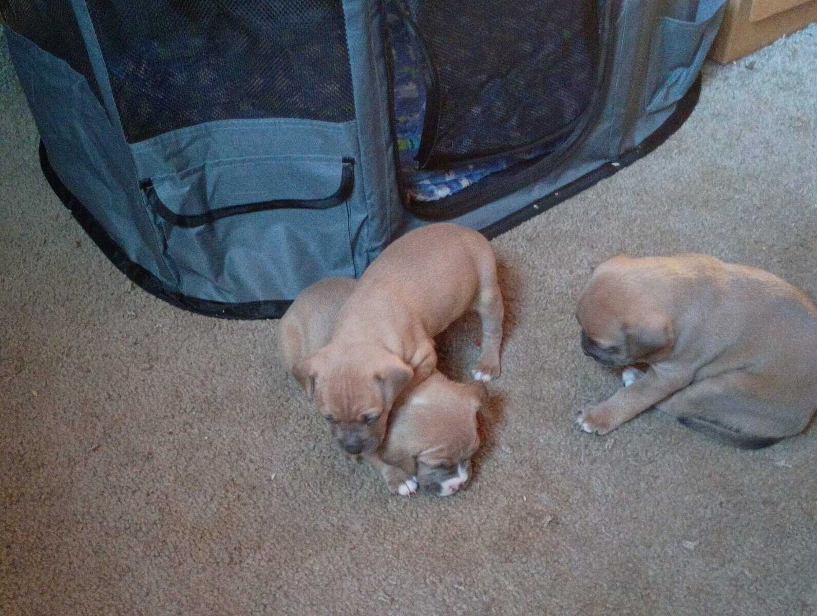 Pitbull puppies image 1