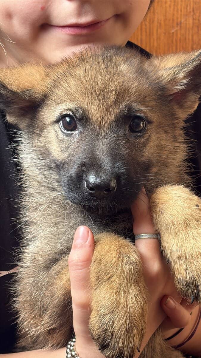 Purebred German Shepherd puppies image 4