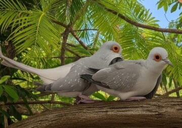 AUSTRALIAN DIAMOND BACK DOVES
