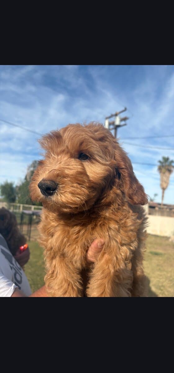 Sriracha - Family raised Female F1B Goldendoodle image 2