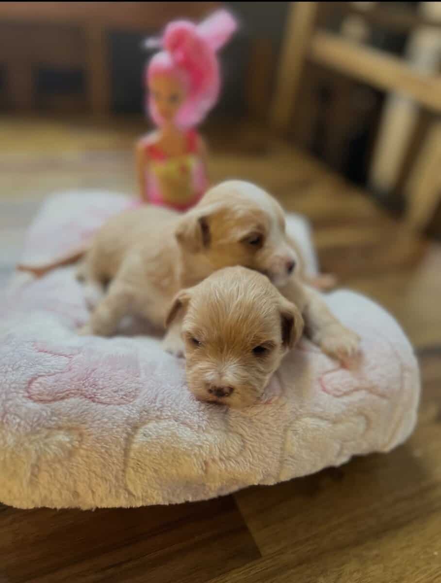 Selling morkies image 4