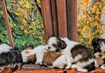 Puppies for loving home