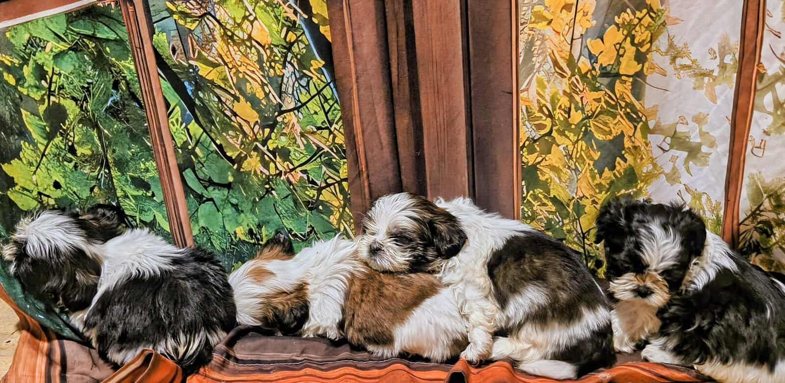 Puppies for loving home image 1