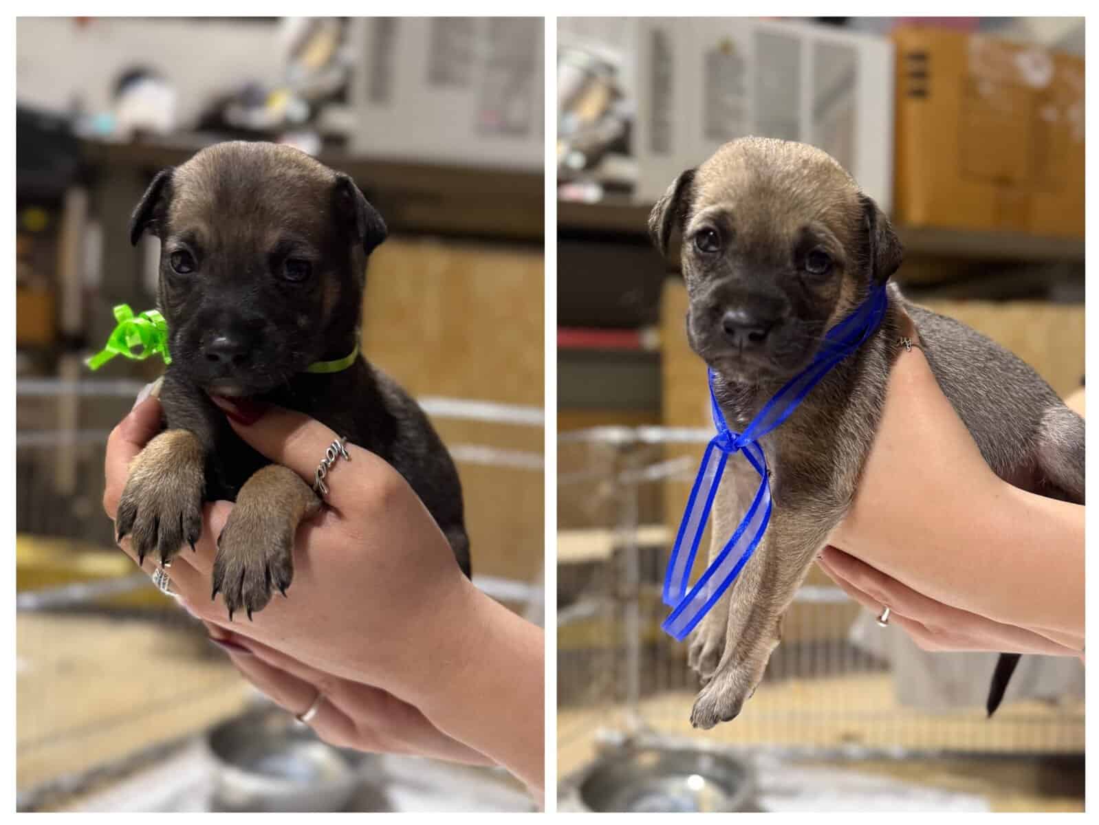 Puppies for sale or free to good homes image 3