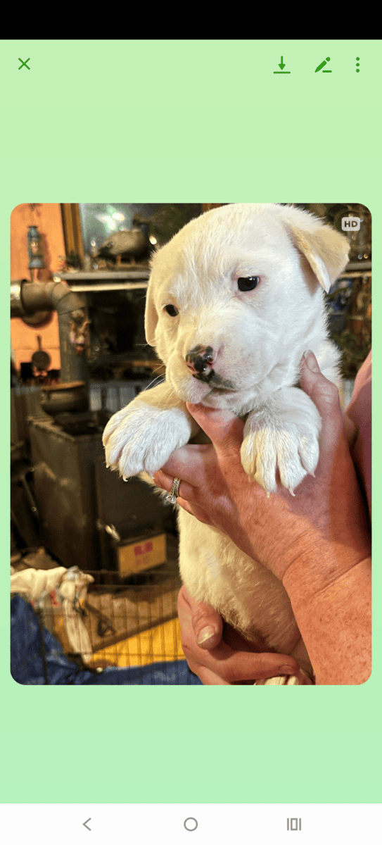 Lab husky mixs? image 3