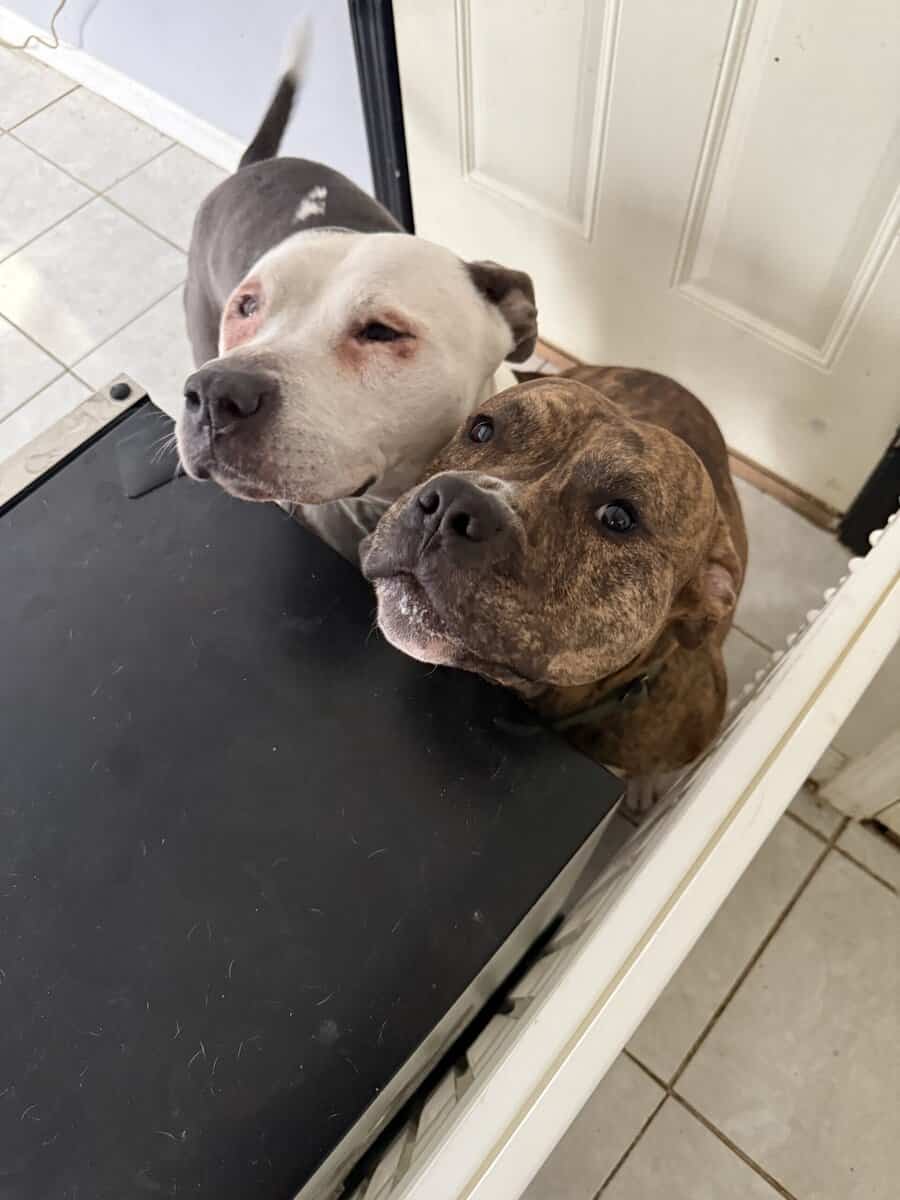 4 year old female pit mix image 2
