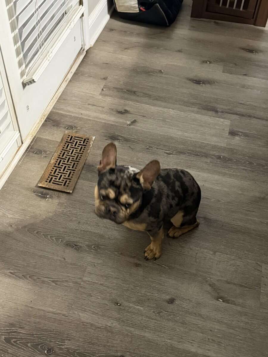 Frenchie merle image 1