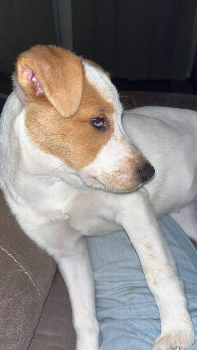 F Australian Shepherd/ Cattle Dog Puppy image 4