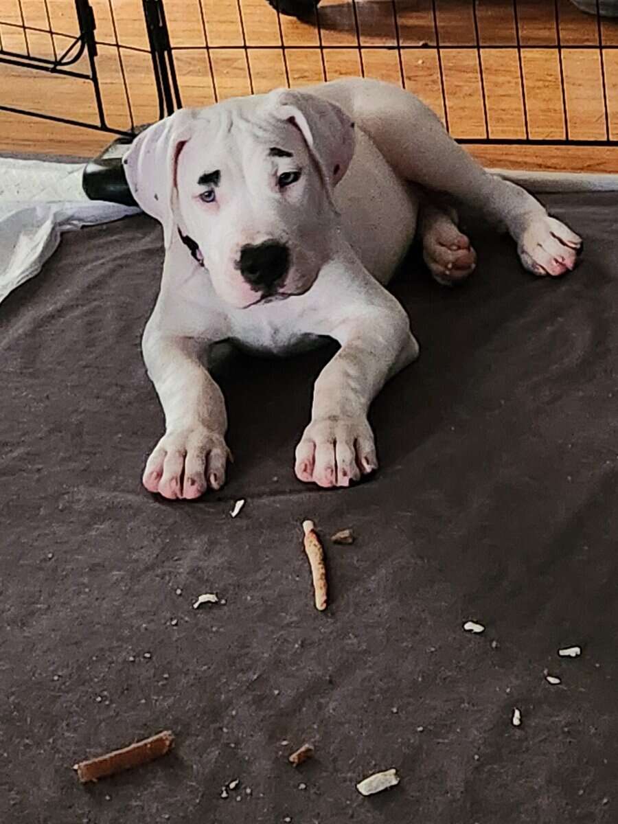 Dogo Pups image 4