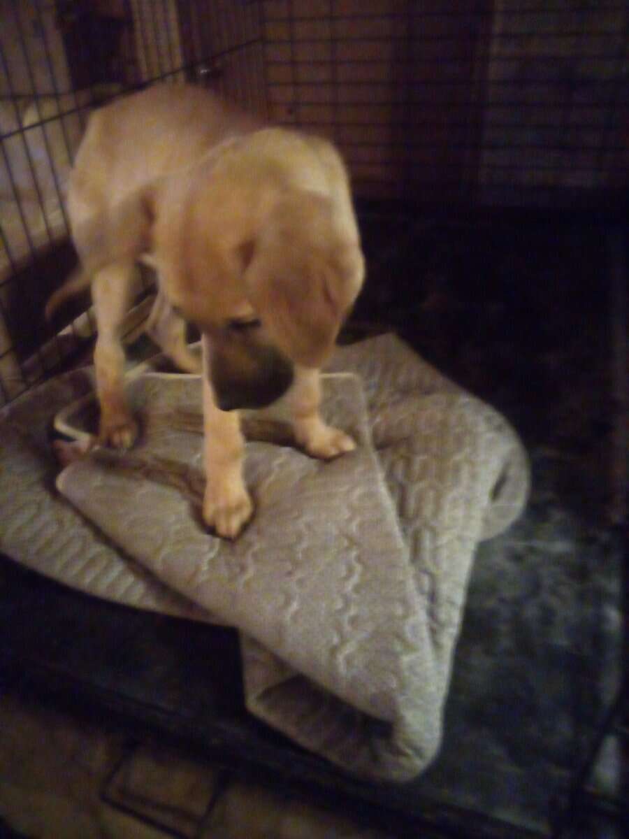 Great Dane puppies Saloon image 2