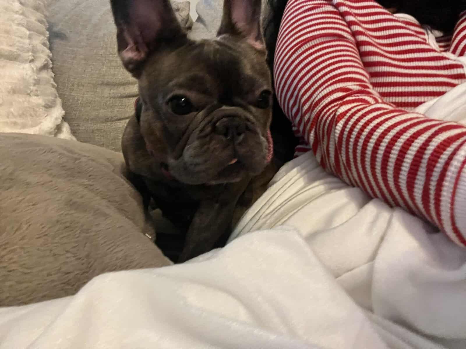 Sweet Frenchie needs home image 4