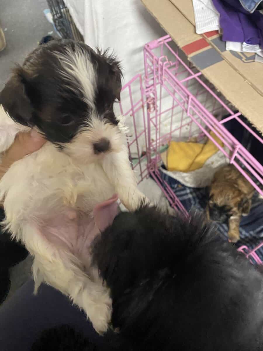 Malti poo image 3