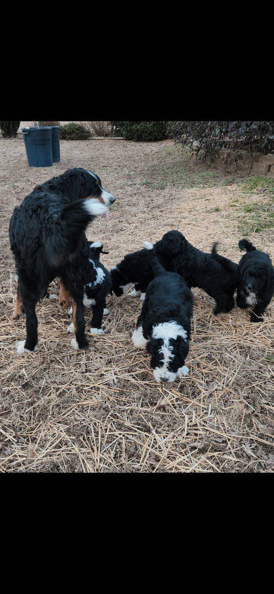 Bernedoodle F1 Puppies image 10
