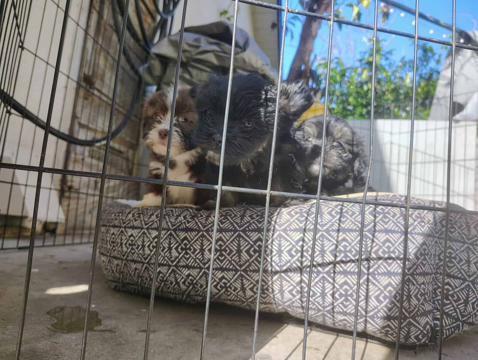 Maltese ShihTzu image 2