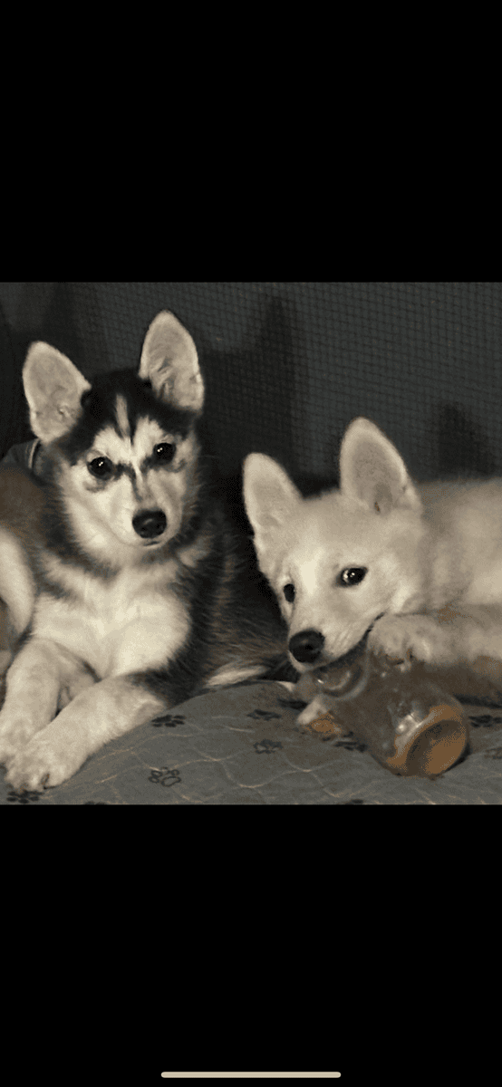 Pomsky puppies for sale image 1