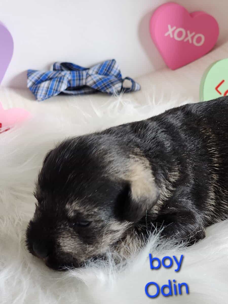 Miniature schnauzer odin image 4