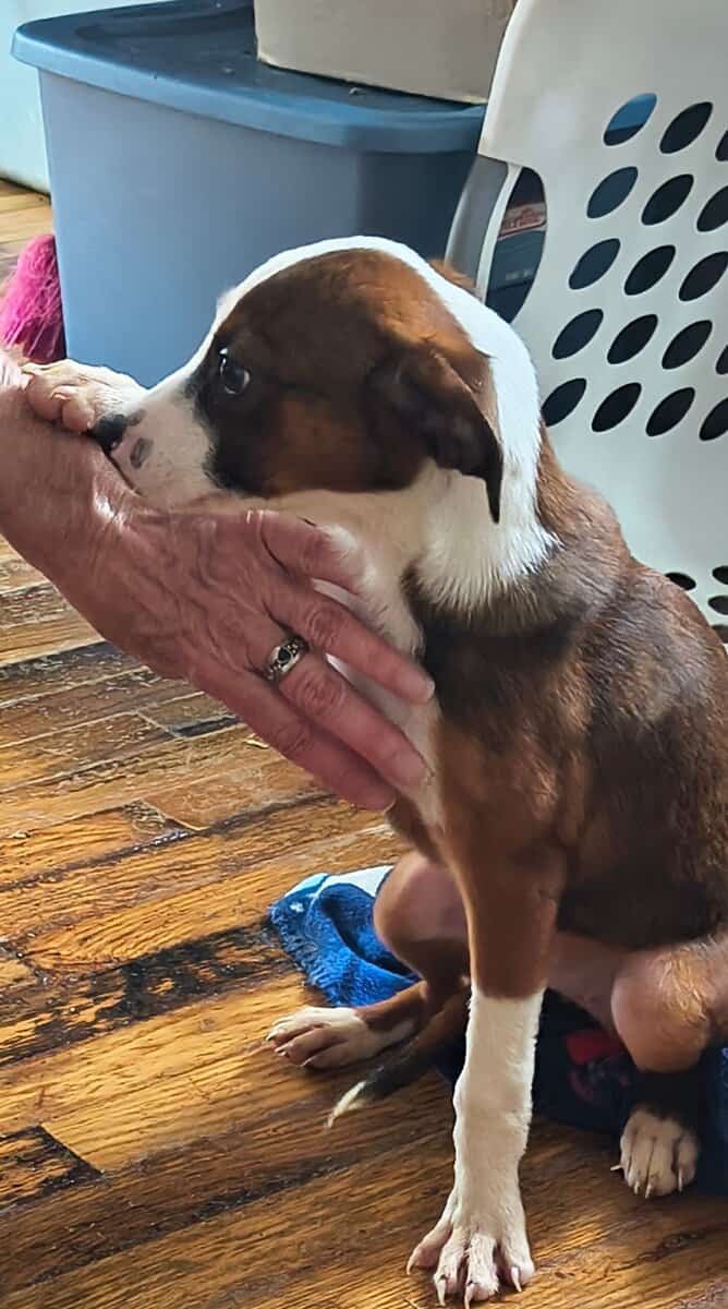 Border collie & Australian shepard puppies image 4