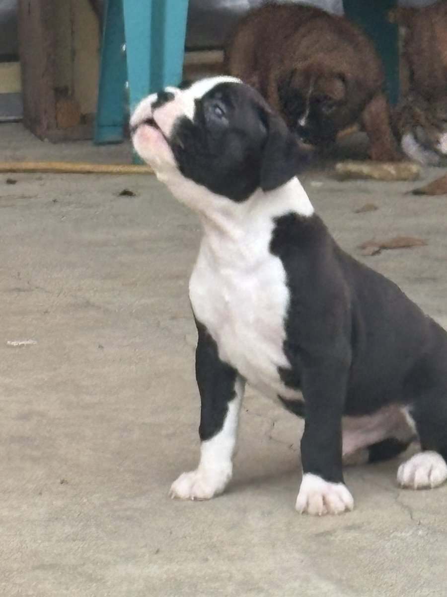 MALE PUPPIES image 2