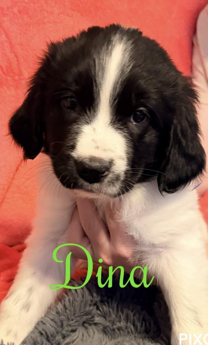Newfoundland Puppies | Upstate Newyork image 13