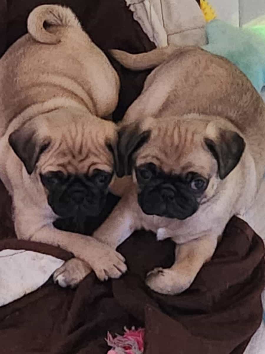 Ready for their furever home. image 1
