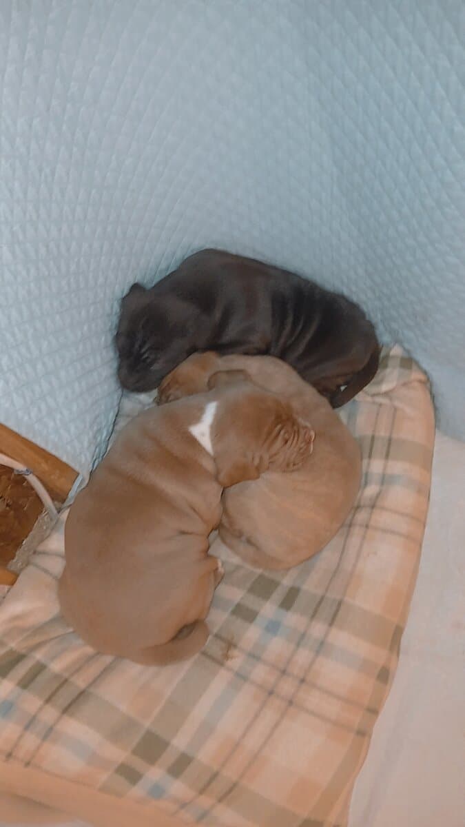 PUPPIES♡♡♡♡ image 6
