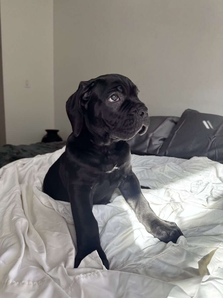 Cane Corso puppies for sale image 1