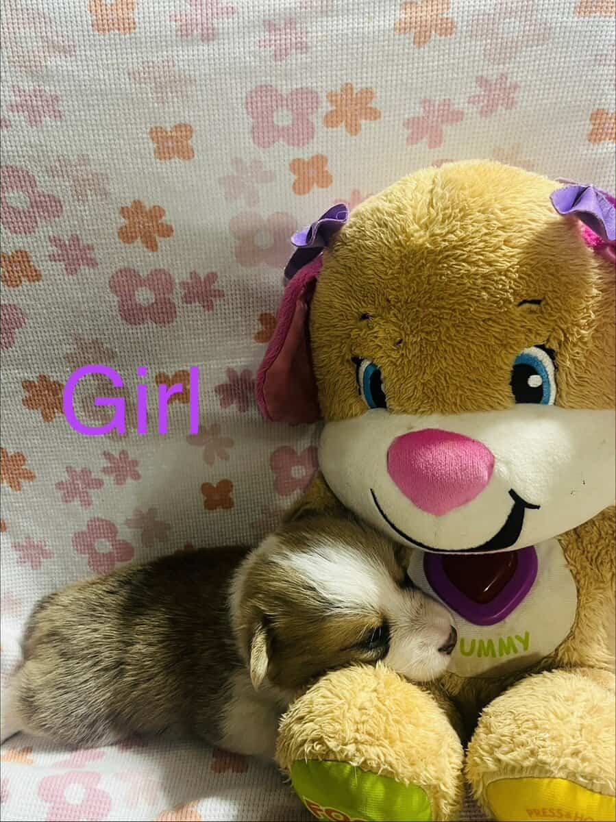 Corgi puppies image 6
