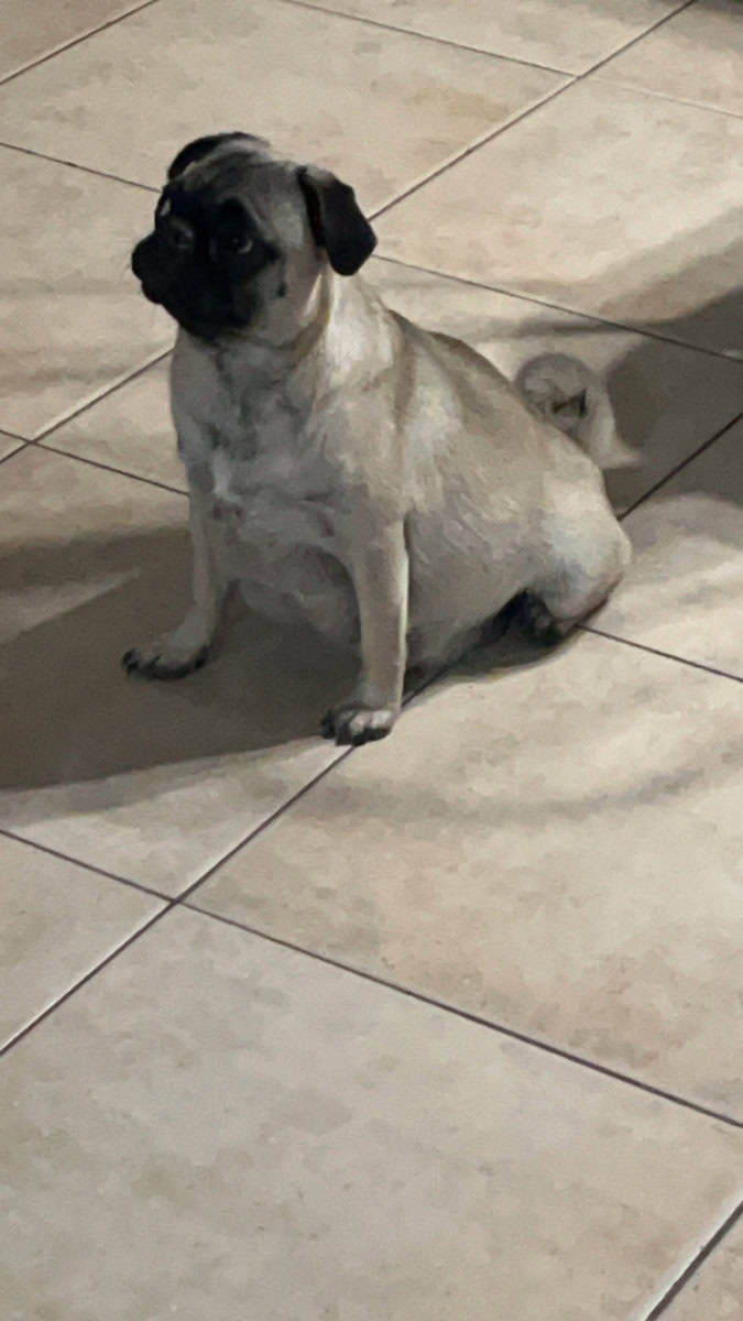 Pug Puppies image 3