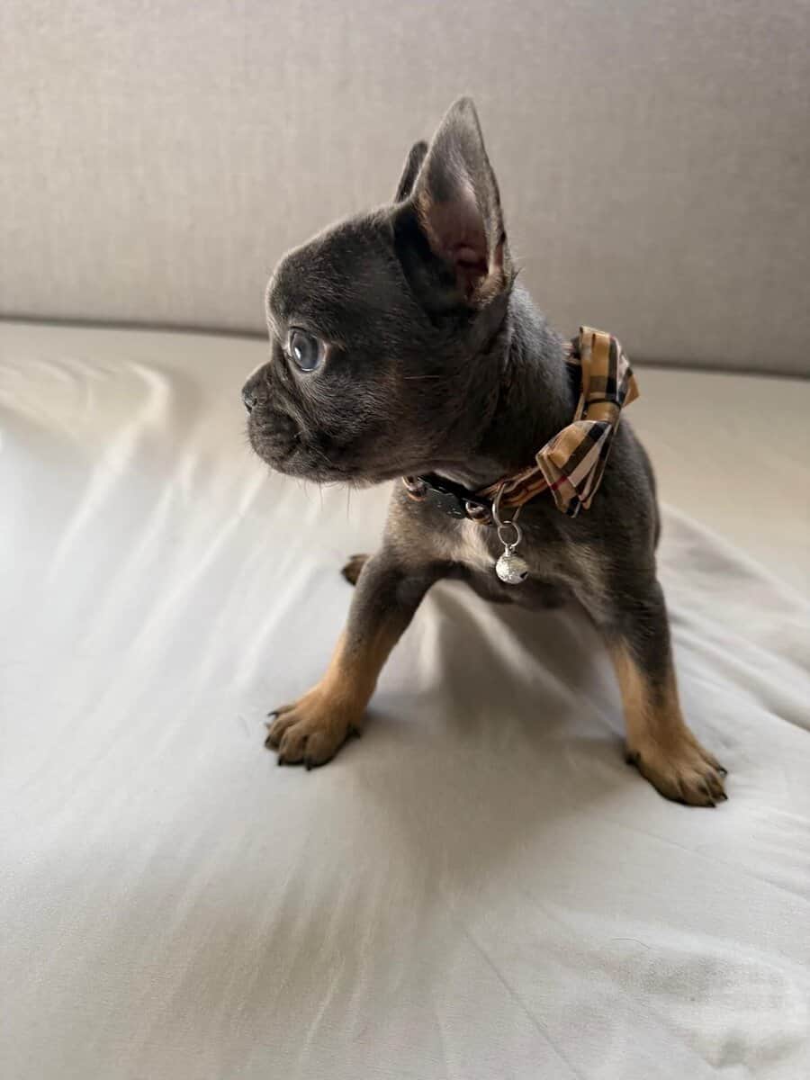 French Bulldog puppies for sale image 1