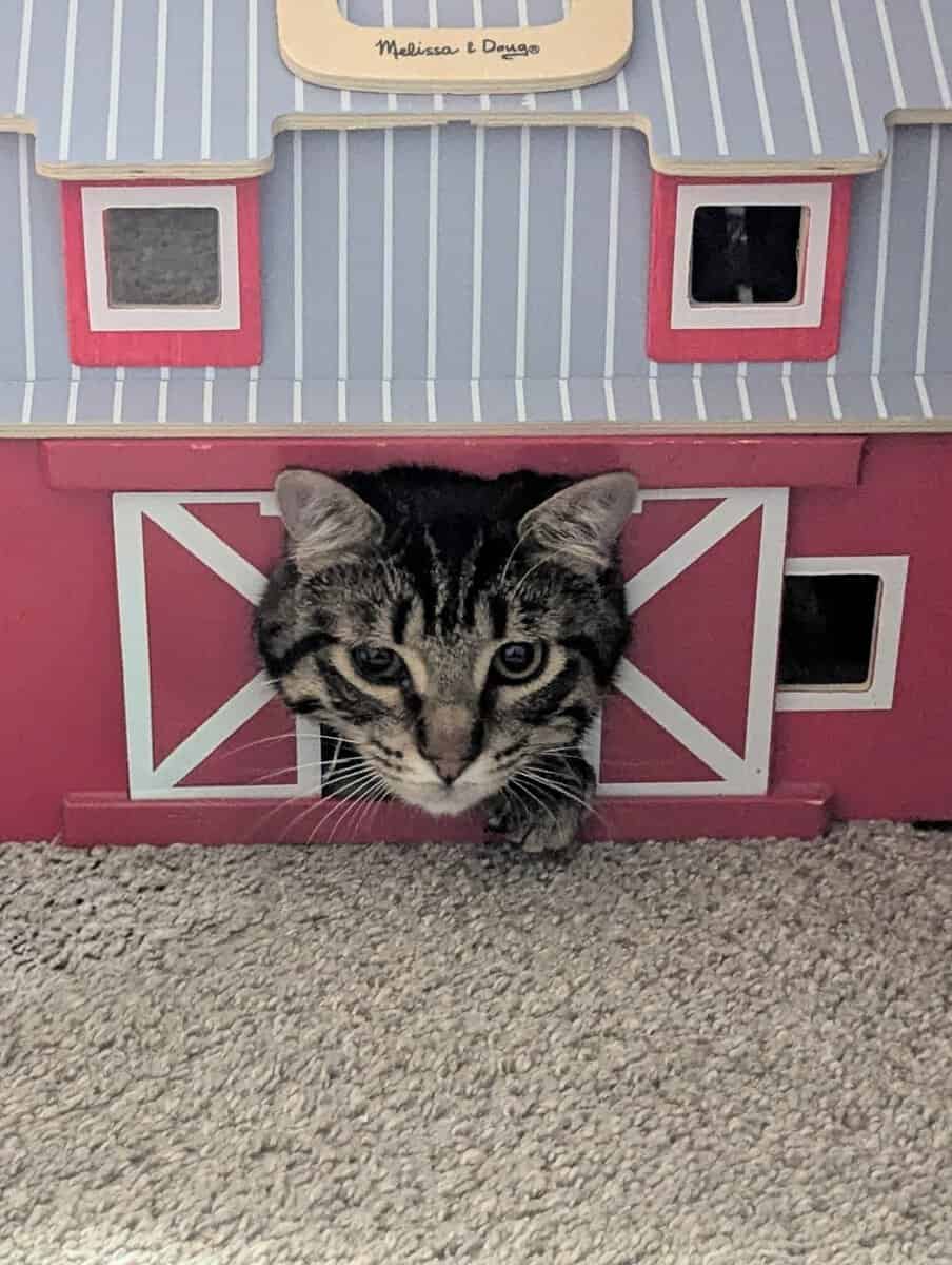 Fixed young male cat, Timmy image 1