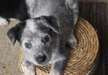 Border heeler female