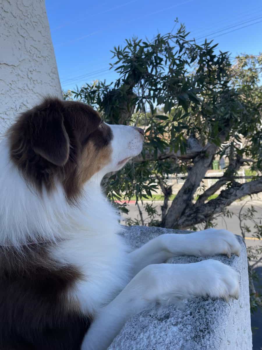 Border Collie 2 yrs old image 4